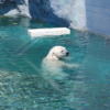 Toronto Zoo（トロント動物園） 広大な敷地でのびのび ワイルドアニマルがいっぱい！