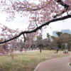 2022年3月24日、皇居の桜の開花状況は？千鳥ヶ淵公園〜東京駅散歩