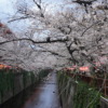 今年は満開の目黒川の桜が見れました